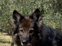 Shani
